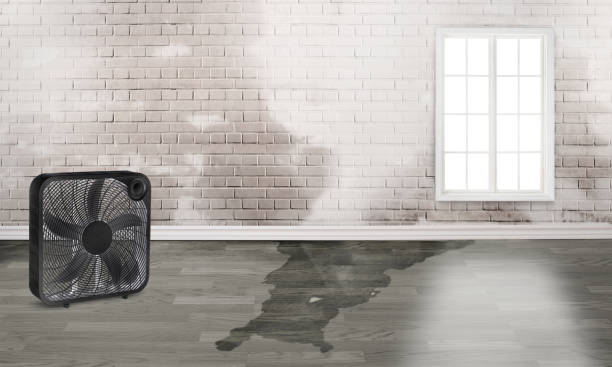 Best Carpet water damage restoration  in Cool Valley, MO